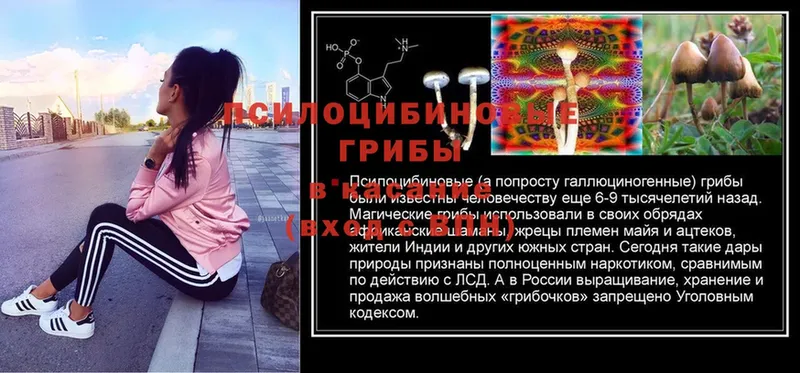 где купить наркотик  Клин  Псилоцибиновые грибы MAGIC MUSHROOMS 